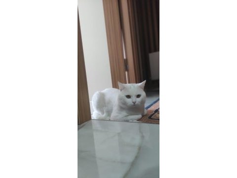 Safkan orjinal british shorthair beyaz erkek