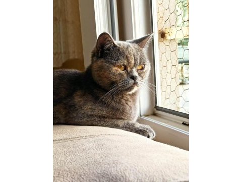 British shorthair miya kedimize ev arıyoruz