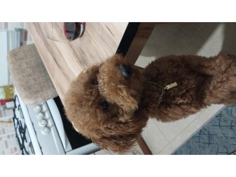 Köpeğimin acil sahiplendirilmesi gerekiyor