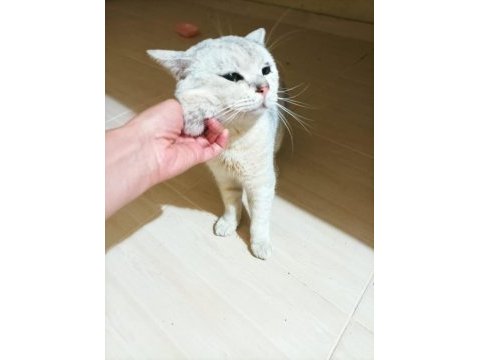 Adana içi british shorthair satılık