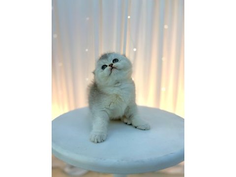 Scottish fold yavrular