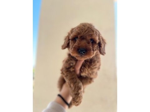A kalite toy poodle
