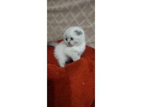 Scottish fold blue point prenses