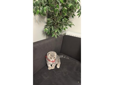Erkek scottish fold