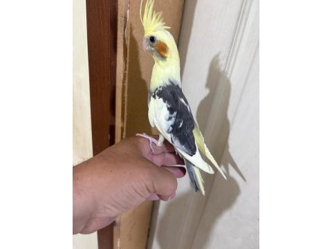 43 günlük kusursuz sultan papağanı bebek