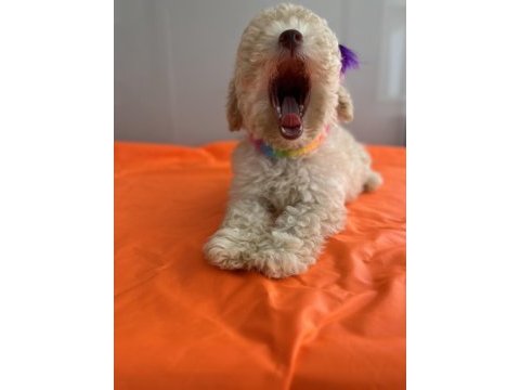 Toy poodle köpeği