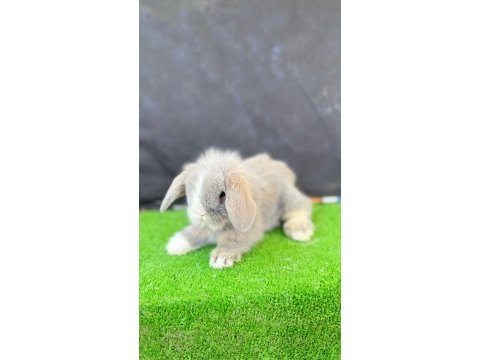 Hollanda teddy lop tavşan yavrular-adresinize gönderilir
