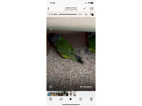 6 çift hazır senegal papağanı takım