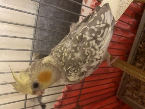 2 aylık sultan papağanı yavru