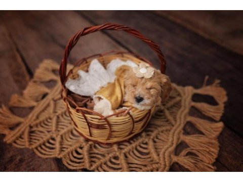 Maltipoo miniklerim