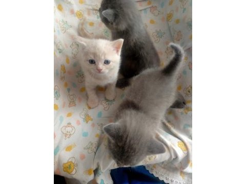 British shorthair yavruları