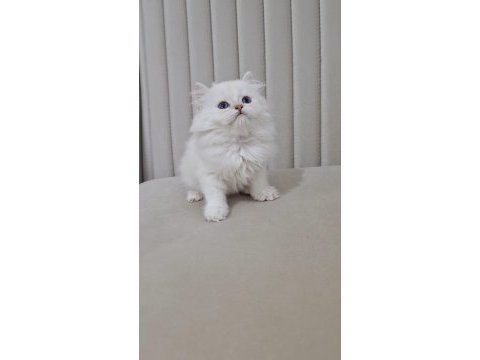 Silver point british longhair dişi ve erkek kardeşler