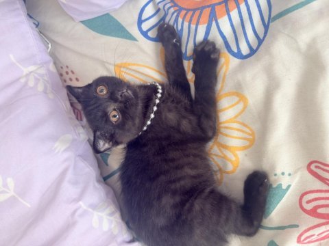 Has safkan scottish fold yavrular