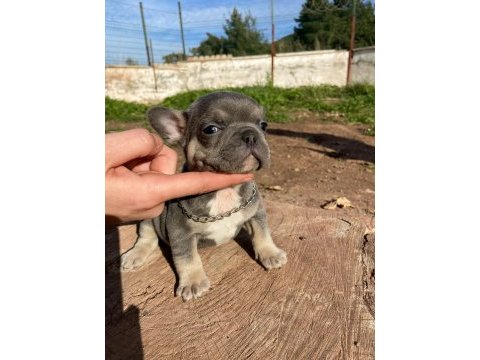 Egzotic blue kaliteli french bulldog bebekler