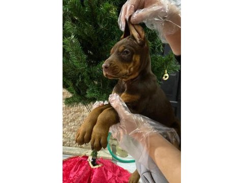 Safkan ırk ve sağlık garantili doberman yavruları