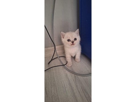 Boncuk gözlü yavru kedilerim teslime hazır