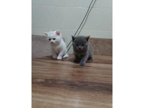 2 aylık british shorthair yavru