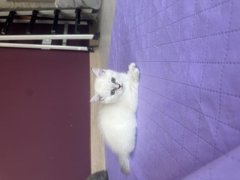 55 günlük scottish fold yavrularım