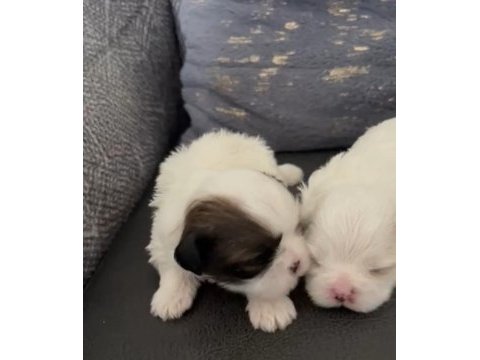 Shih tzu yavrular ırk sağlık garantili