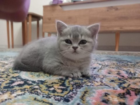 Orjinal british top kafa kediler