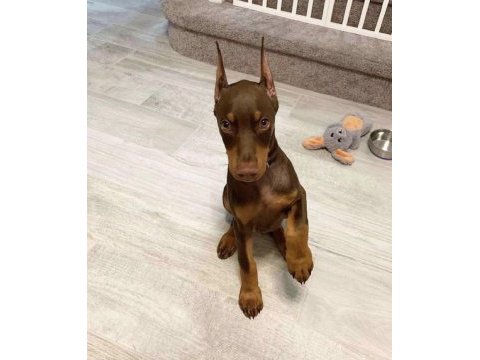 Baby kızıl siyah doberman