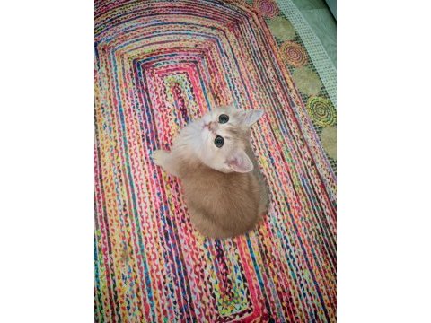 Yeşil gözlü blue golden dişi british shorthair