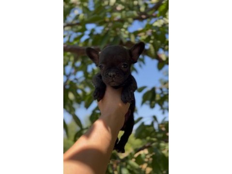 French bulldog bebek köpekler