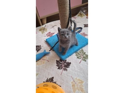 British shorthair minnoşum