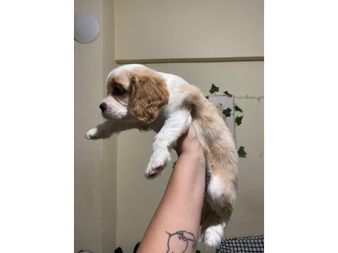 Irk ve sağlık garantili cavalier king charles prenseslerim