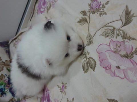 1 buçuk aylık yavrularım 2 dişi 1 erkek pomeranian