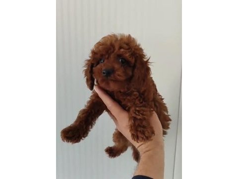 Süper poodle erkekler