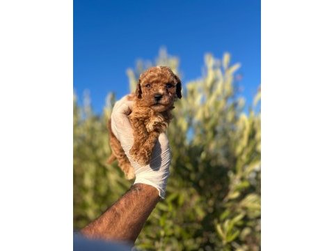 Toy poodle bebeklerimiz