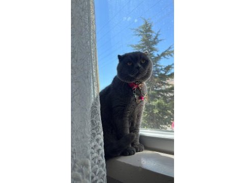 Full uykucu kedi 2 yaşında british