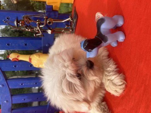 Maltese terrier