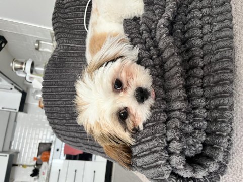 5 aylık shih tzu