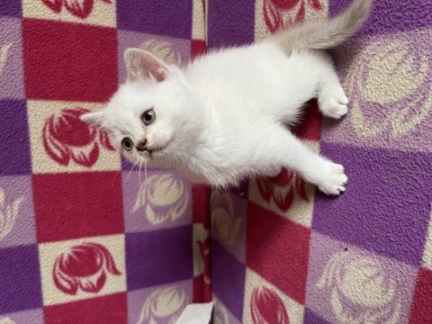British shorthair yavru