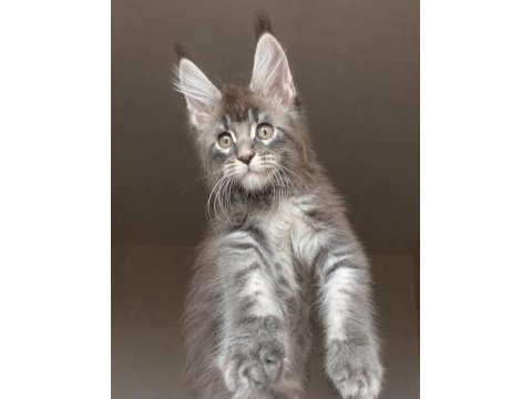 Tam bir vaşak xxxl erkek maine coon