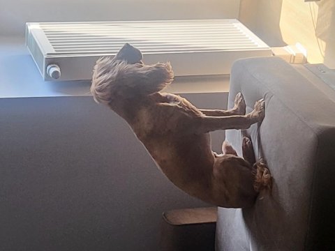 1.5 yaşında tam aşılı cocker spaniel