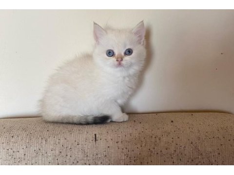 Dünyalar güzeli british shorthair yavrular