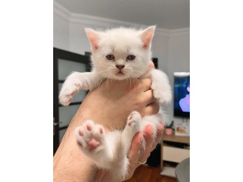 Golden british shorthair yavruma yuva