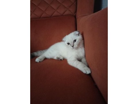 Kırık kulak dişi kedimiz yeni sahibini bekliyor