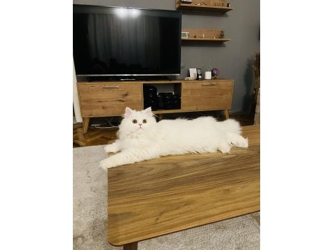 Çok özel bir kedi