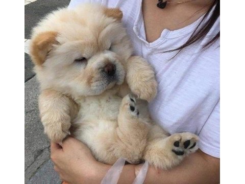 Safkan ayı yavrusu isteyene özel bir adet dişi chow chow