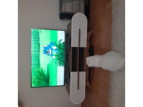 Ücretsiz verilecek malzemeleriyle 7.5 aylık scottish fold