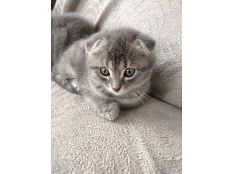 Scottish fold kırık kulaklı güzel kızlarım
