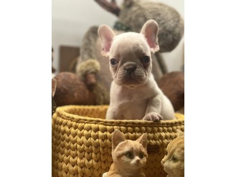 Full şecereli french bulldog yavrular