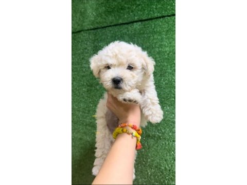Kar beyaz bichon frise yavrular