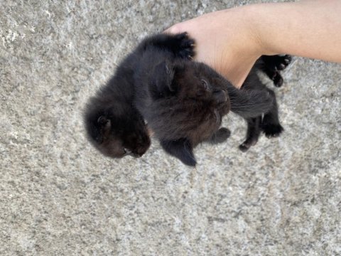 Acil sahiplendirme scottish fold yavru