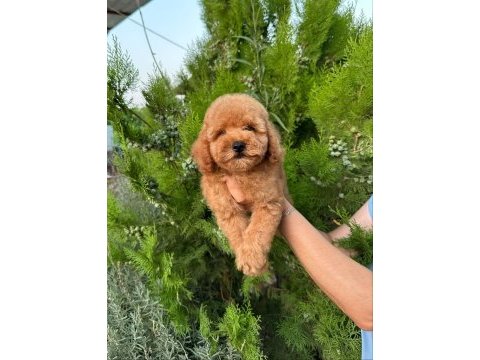 Show kalite teacup dişi maltipoo yavrularımız