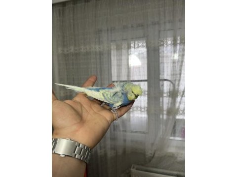 Dünyanın en nadir rainbow türü muhabbet kuşu